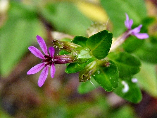 {Cuphea carthagenensis}